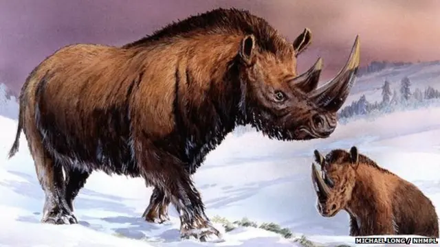 Woolly rhino (Michael Long / NHMPL)