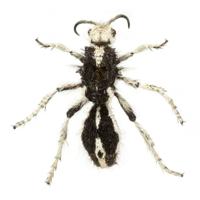 Cette espèce est communément appelée "fourmi de velours" en raison de son apparence entre la fourmis et la guêpe