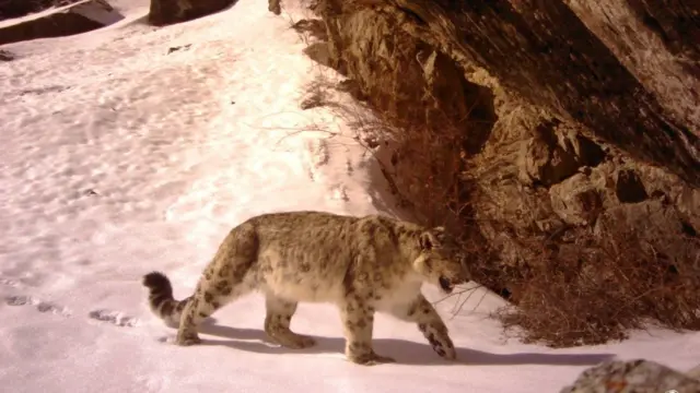 Ала-Арча коругунда биринчи жолу фотокапканга түшкөн ак илбирс, 2017-жыл