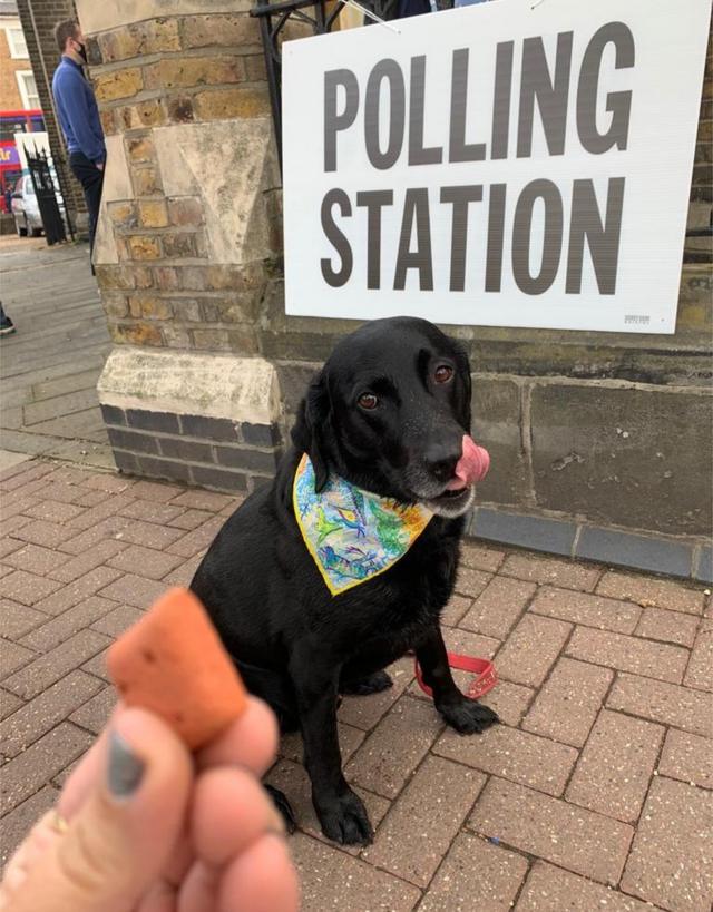 A dog stands in front of a polling station sign whilst being offered a biscuit