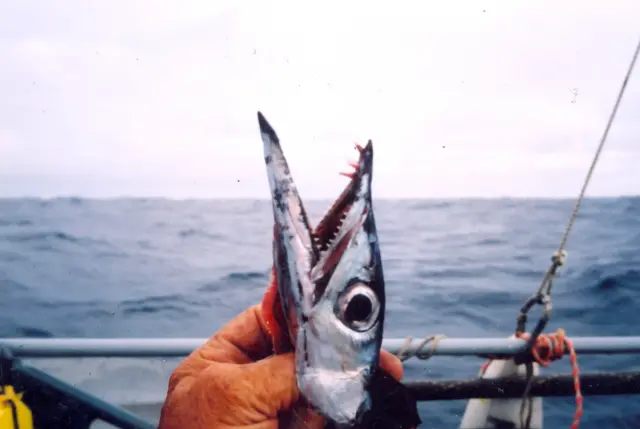 Павло Резвой