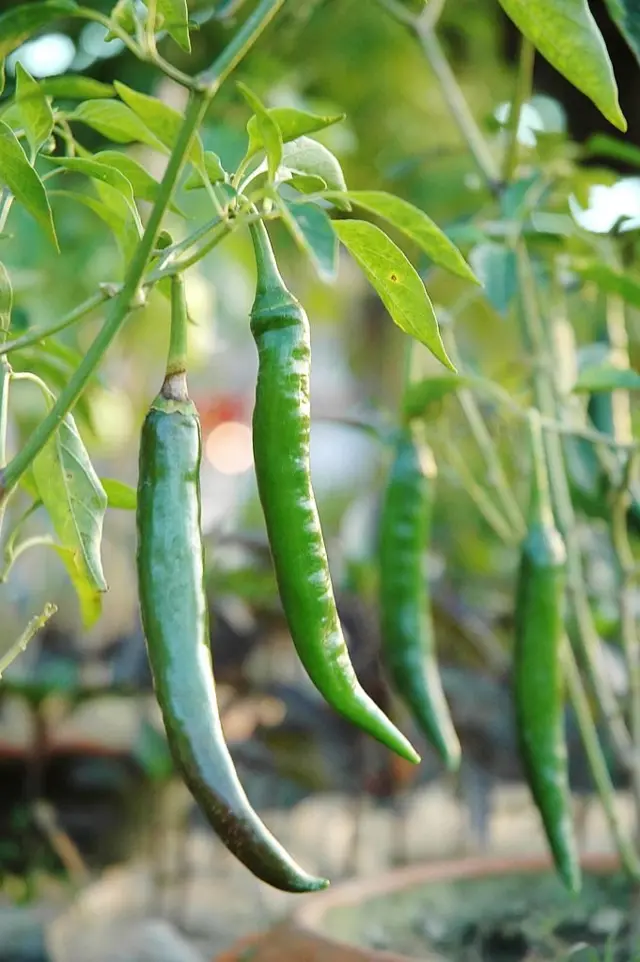 పచ్చిమిర్చి