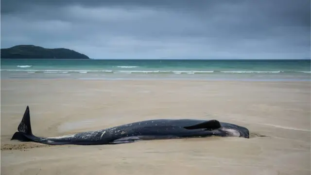 Baleia-piloto encalhada na areia no dia seguinte pela manhã