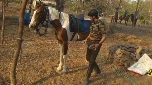 ઘોડાઓની તસવીર