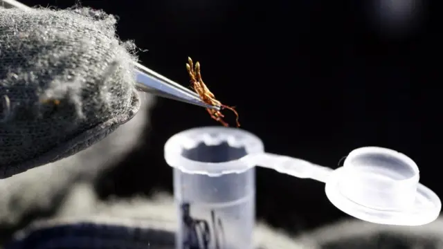 Зразок моху