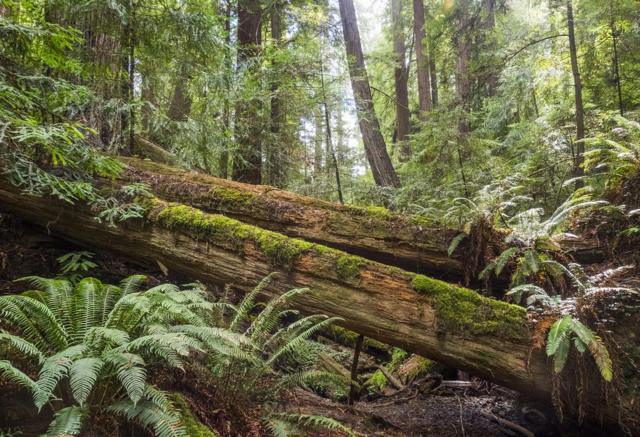 Árvore caídamega sena gigafloresta