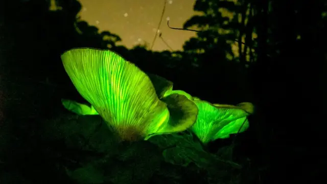 Certains champignons sont porteurs de gènes qui leur permettent de produire de la bioluminescence et pourraient être utilisés pour créer des plantes lumineuses
