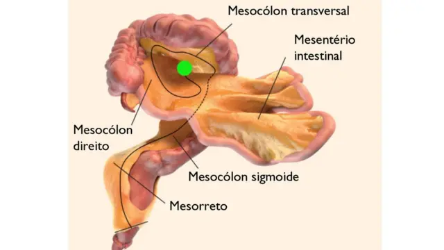 Anatomia do mesentério