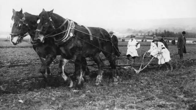 ہل کے گھوڑے