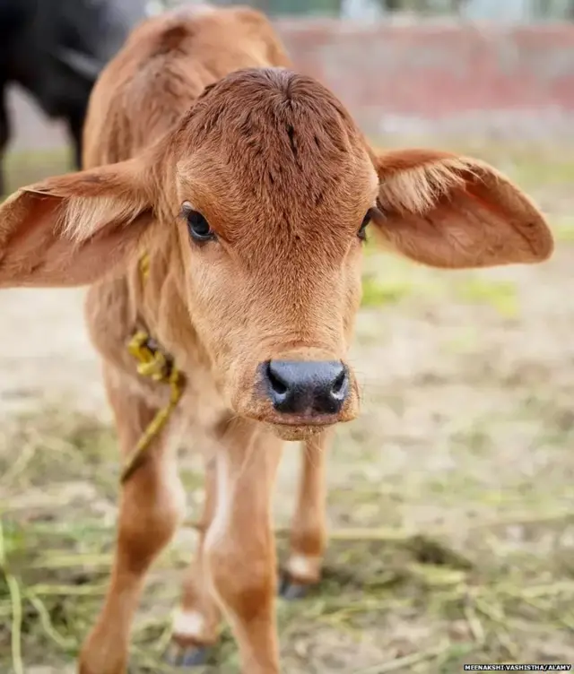 ਘਿਓ ਅਤੇ ਖਾਣਾ