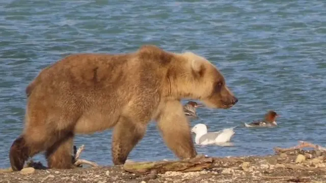 The bear known as "335", a new entry at Fat Bear Week and daughter of two-time winner Holly