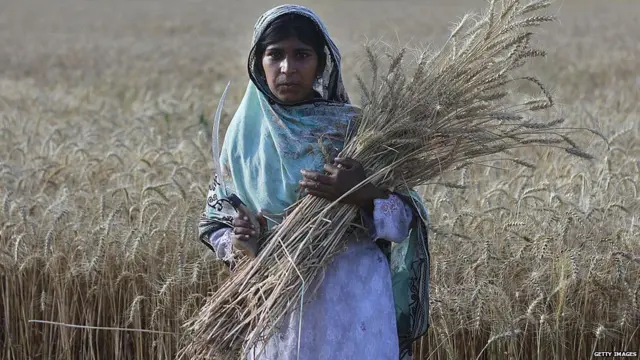 wheat, farmng, crops