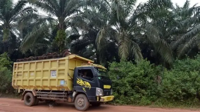 kelapa sawit Indonesia