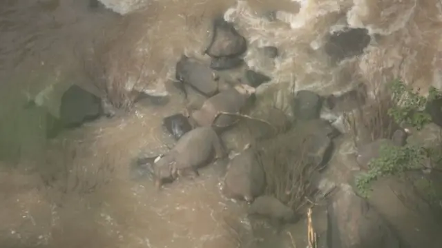 ช้างป่า