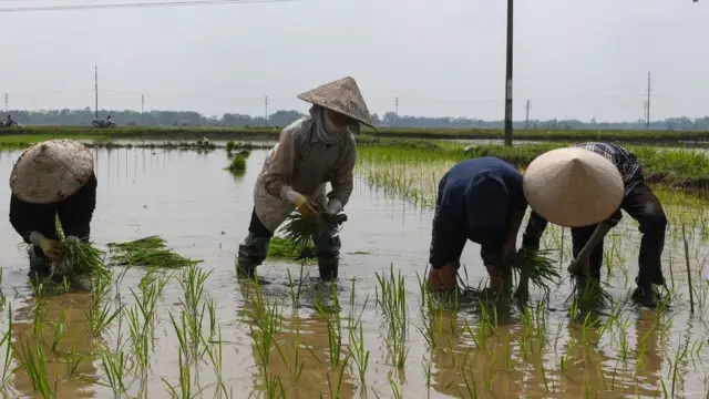 Nông dân VN