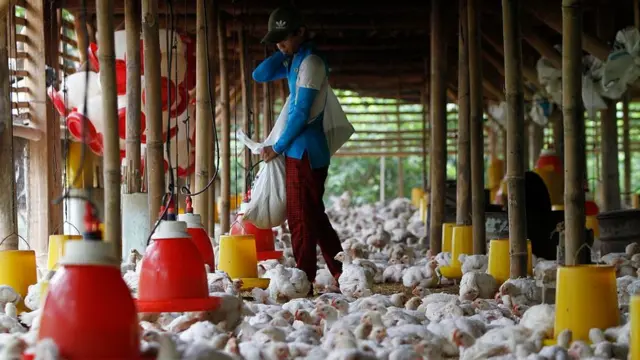 Un hombre en un corral de aves