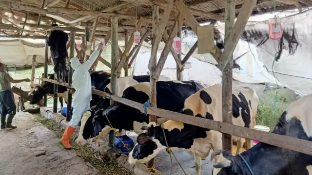 Penyakit Mulut dan Kuku (PMK) pada hewan ternak