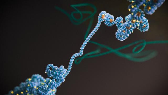 A imagem mostra o DNA enroladocomo ganhar apostas gratis no sportingbethistonas (na cor laranja). O epigenoma é governado por mudanças na estrutura 3D do DNA, que pode ser pensada como um pedaçocomo ganhar apostas gratis no sportingbetbarbante com nós.