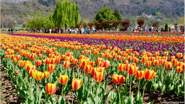 ट्यूलिप बगीचा, श्रीनगर