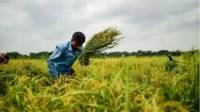 কৃষি জমির পরিমাণ কমে যাচ্ছে, ফলে চাহিদা বাড়ছে