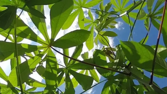 نبات في ضوء الشمس الساطع