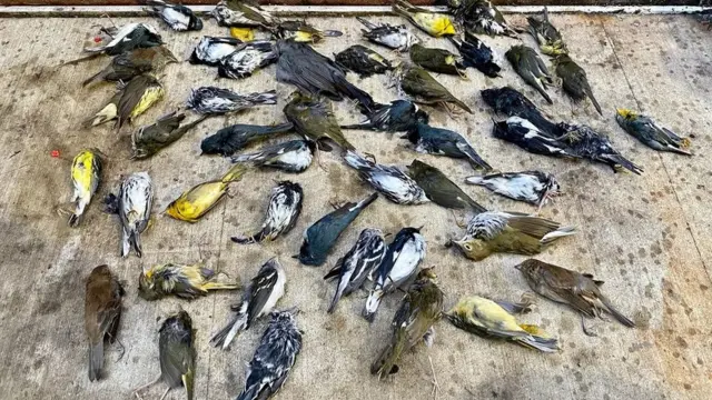 Des oiseaux morts gisant sur le sol