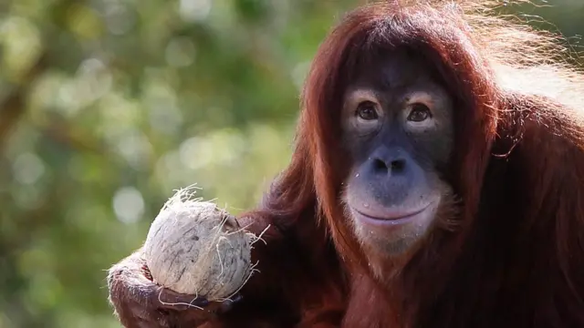 Odamlar uchun kontraseks