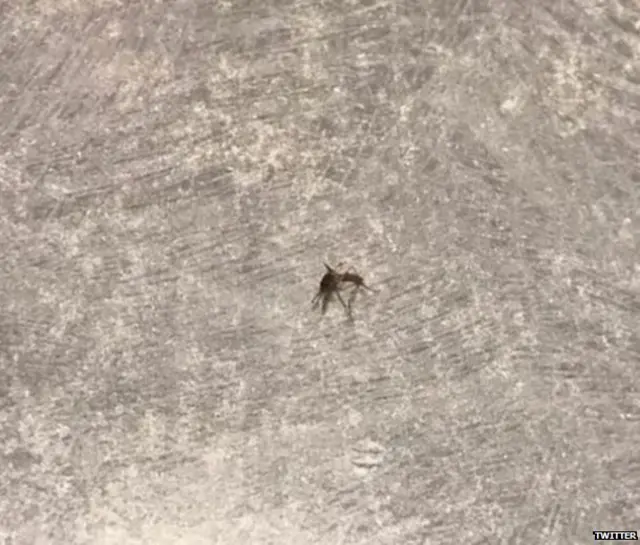 मच्छर, ट्विटर, जापान, सोशल मीडिया