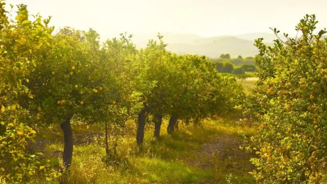 Персонаж из романа Гете мечтает оказаться в стране, где зреют лимоны
