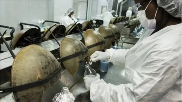 పీతల నుంచి రక్తం సేకరణ