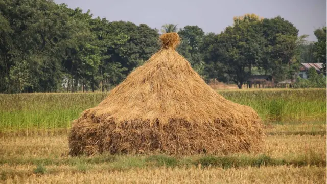 धानको कुनियो