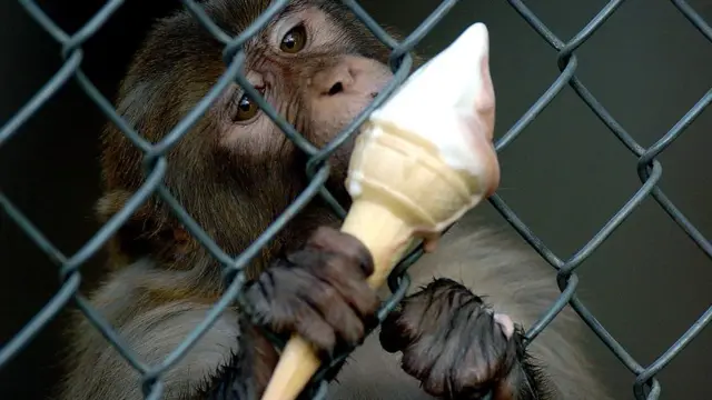 بندر، چڑیا گھر