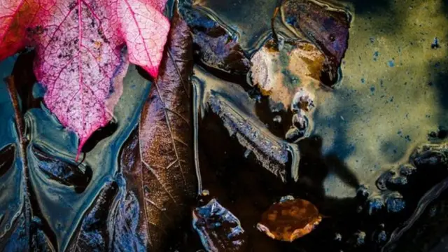 أوراق الخريف