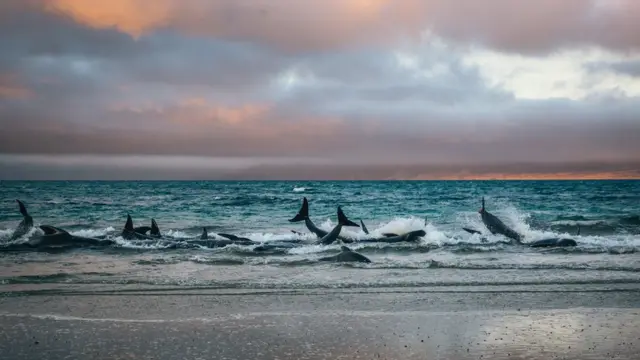 Whales stranded in the surf