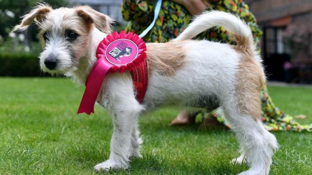 Boris discount jack russell