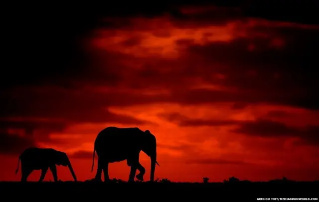 अफ्रीका के जानवर