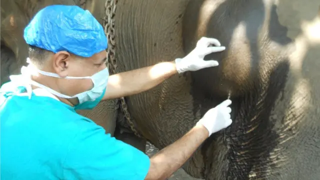 gajah, India, Indonesia