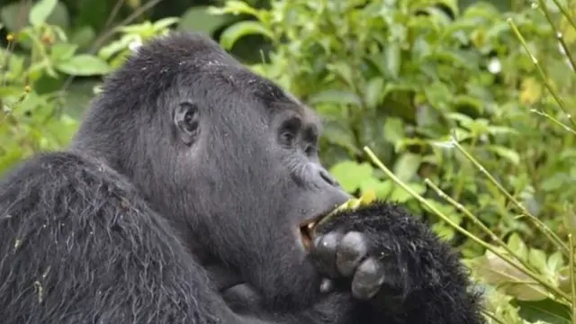 UGANDA WILDLIFE AUTHORITY