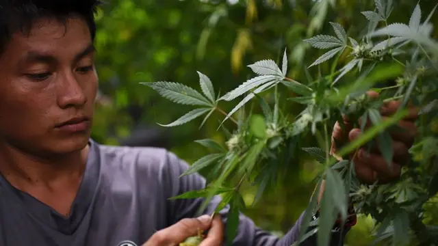 Marihuana de Colombia