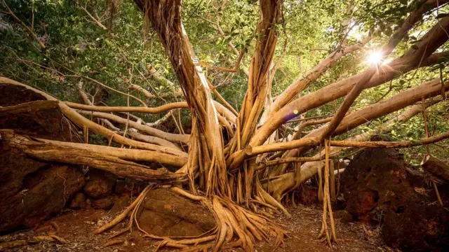 مغربی آسٹریلیا جیواشم فوسالائیزڈ زندگی کے نشانات