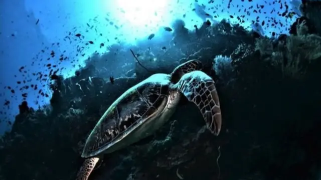 Penyu laut hijau (Chelonia mydas) yang sering ditemukan di Taman Nasional Bunaken, Sulawesi Utara.