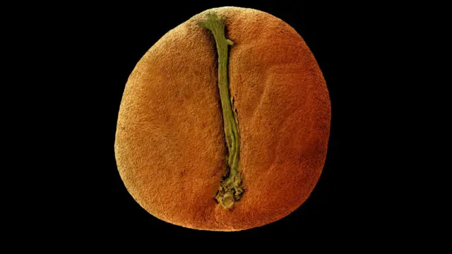 Semilla de Coffea humbertii