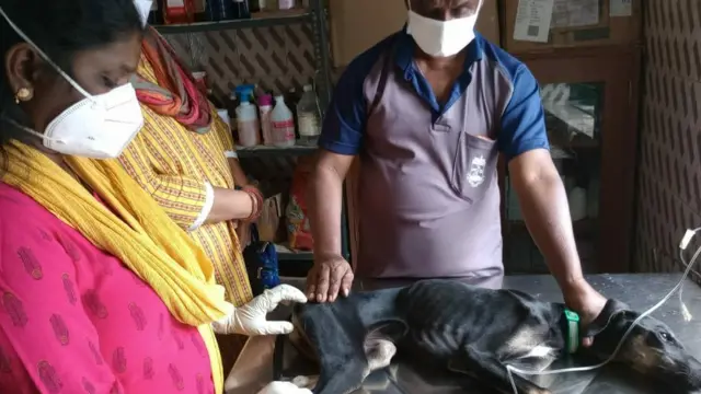 செல்லப் பிராணிகள் - உரிமம்