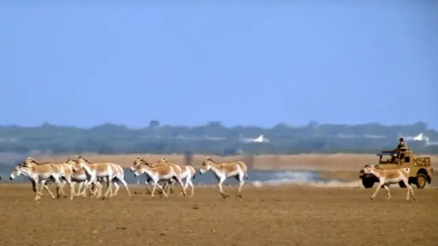 जंगली गधा, वाइल्ड ऐस, कच्छ, अखिलेश यादव