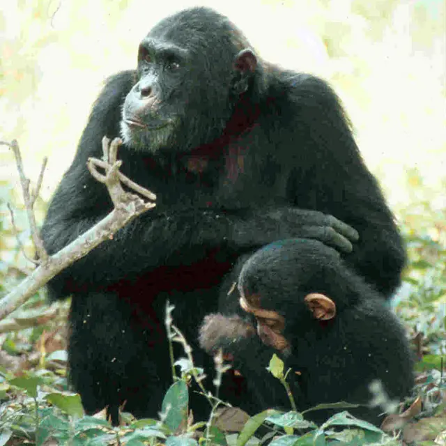 Chausiku et son fils Chopin.