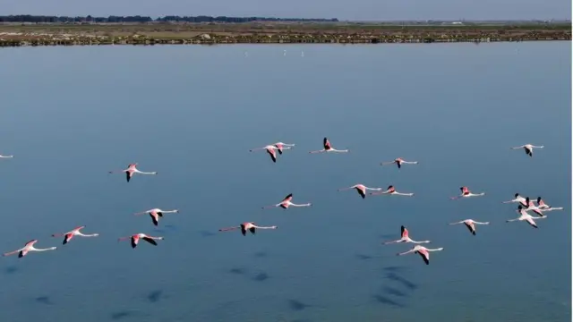 Narta Lagünü'nde uçan flamingolar