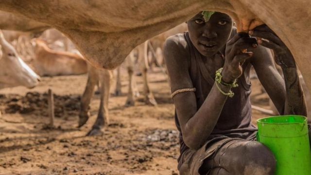 Menino africano tira leite de vaca