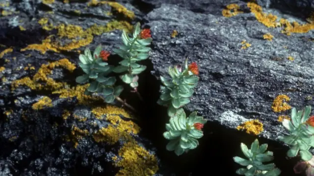 સોલોની ખેતી