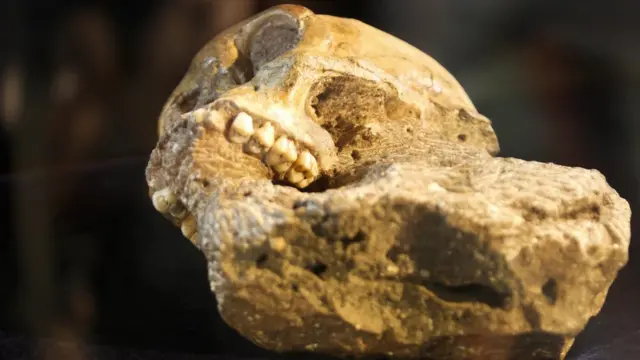 Череп австралопитека