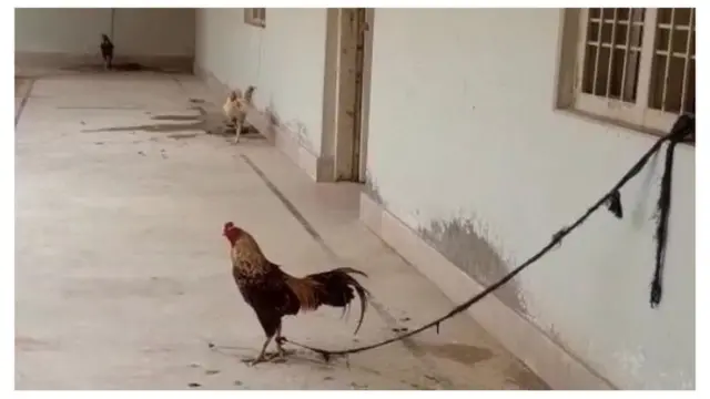 हिरासत में मुर्ग़ा